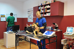 ambulanta veterinara Tazy Vet - caine ciobanesc german tratament fizioterapie